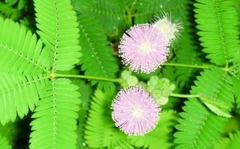 ���߲ݵĻ��Z