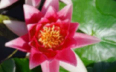 �ɻ����̰�