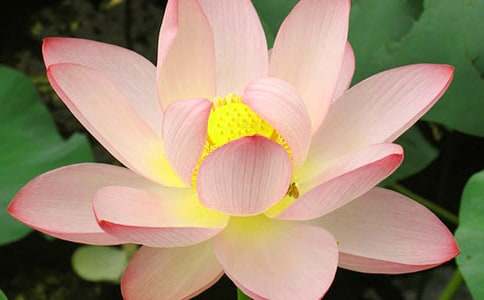 荷花教案模板集錦七篇