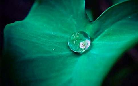 關(guān)于《荷葉圓圓》教案集錦10篇