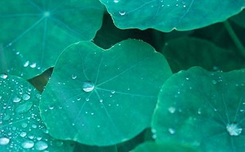 精選《荷葉圓圓》教案范文匯編7篇