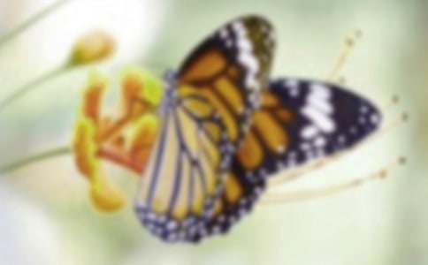 蝴蝶的故事讀后感