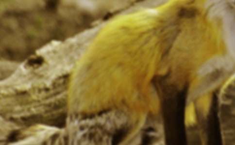 大班語言狐貍爸爸鴨兒子家教案