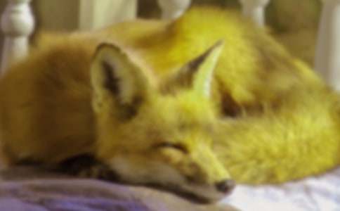 了不起的狐貍爸爸讀后感