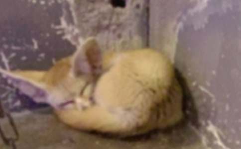 ����؂�͞��f���̰�ģ�壨ͨ��17ƪ��