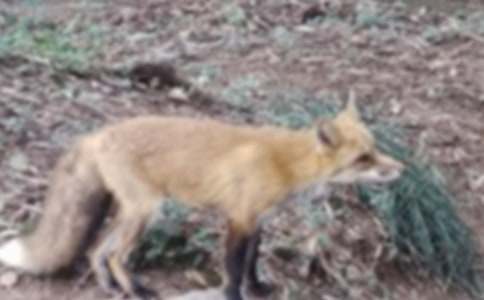 讀《了不起的狐貍爸爸》有感合集15篇