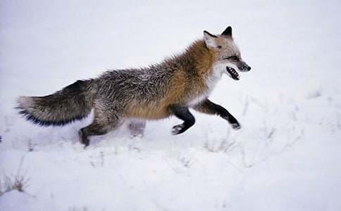 《我是一只狐貍狗》讀后感