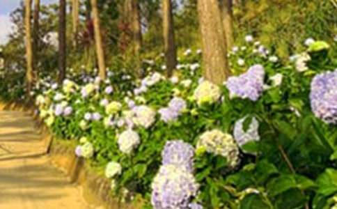 《巨人的花園》教案