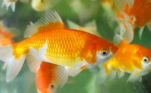 小金魚作文(推薦)