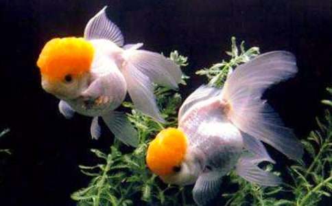 ����(y��u)��С���~����