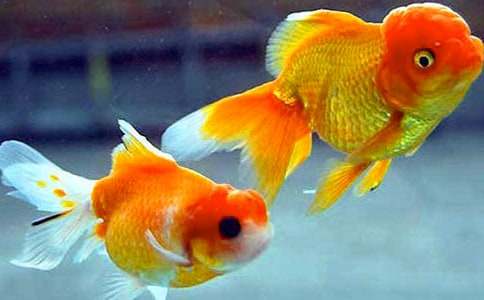 С���~(y��)-С��(d��ng)������