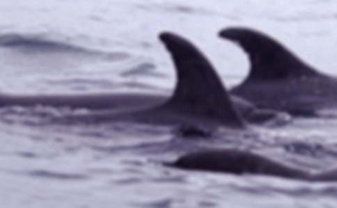 ���L�~���̰�