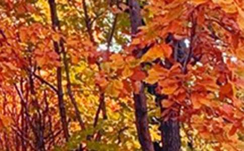 ����Ȼ���ļ���ɫ����