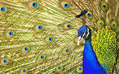 ���P��ȸ��������ĺϼ�ʮƪ