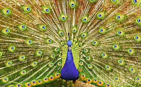 �P�ڿ�ȸ����������\��10ƪ