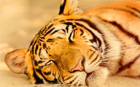 ĸ�ϻ�����