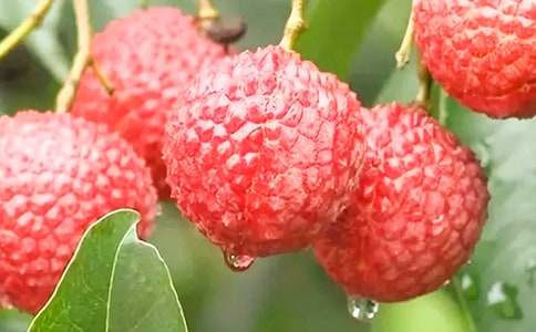 ��B��֦������