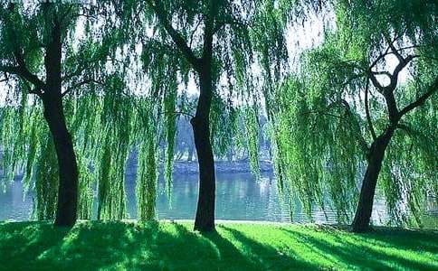 柳樹(shù)姑娘教案集錦15篇