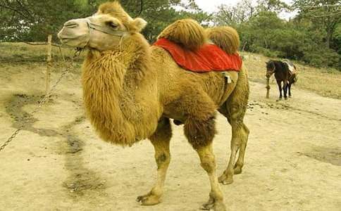 找駱駝優(yōu)秀教案(精選15篇)