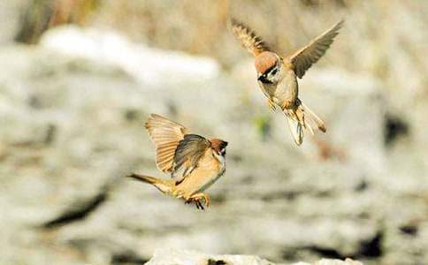 《麻雀》讀后感實(shí)用15篇