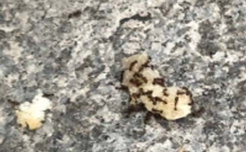 大班《螞蟻搬豆》教案