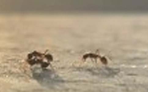 Λρ�ᶹ���̰�