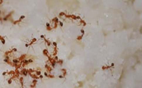 《螞蟻和蟬》讀后感