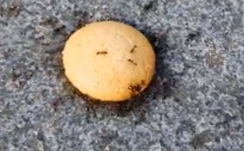 《別惹螞蟻》觀后感