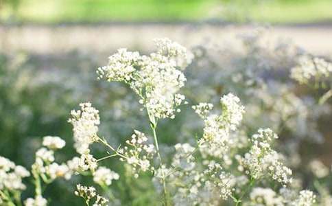 滿天星花語(yǔ)是什么