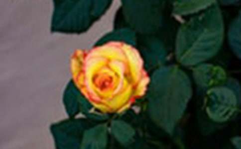 ��ɫõ��Ļ��Z(y��)