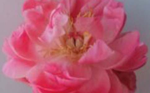 19朵紅玫瑰花語