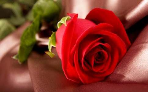 白玫瑰的花語(yǔ)