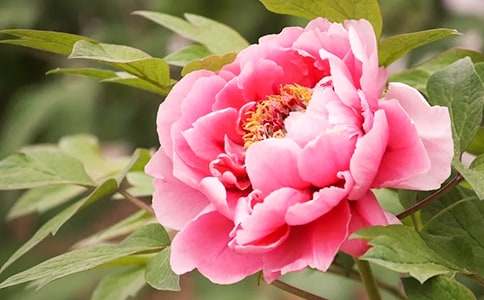 牡丹的花語含義及傳說介紹