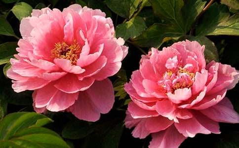 ���ĵ������[����15ƪ]