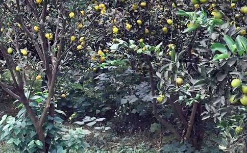 農(nóng)家樂活動(dòng)方案