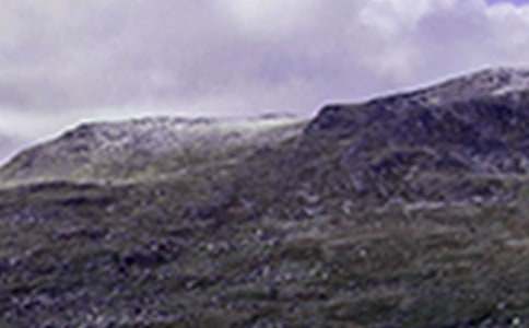 那片綠綠的爬山虎學(xué)習(xí)教案通用