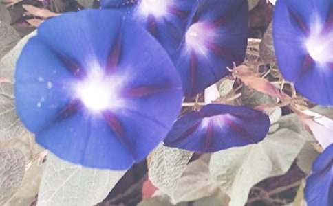 ����ţ�����̰���ͨ��21ƪ��