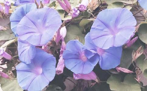 �Ϡ��������Z(y��)