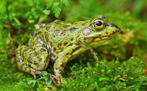 青蛙找家中班教案