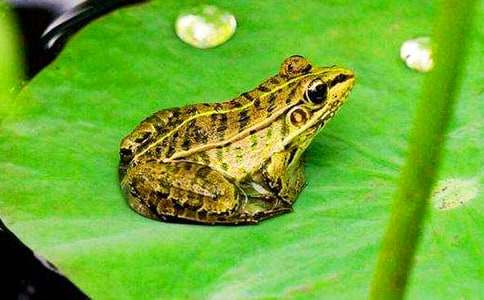 《小青蛙捉害蟲》小班教案