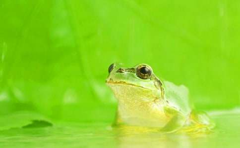 《小青蛙找家》教案范文錦集8篇