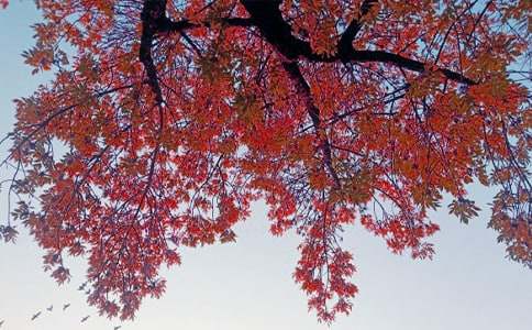 秋日風(fēng)景作文