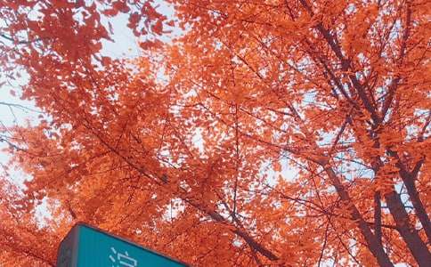 我言秋日勝春朝_生活隨筆