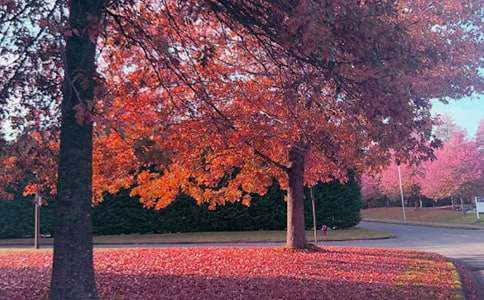 �������ķ���