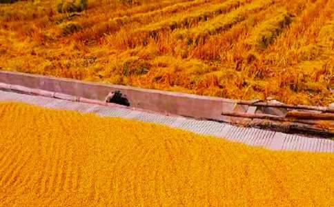 ����(y��u)�㣩�l(xi��ng)�(zh��n)���պ�(ji��n)��(b��o)