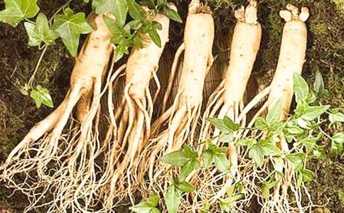 人參網(wǎng)絡(luò)營銷方案