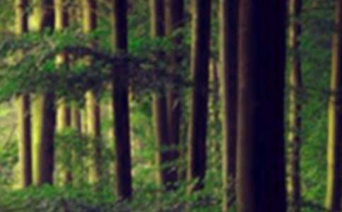 森林防滅火宣傳簡報大全8篇