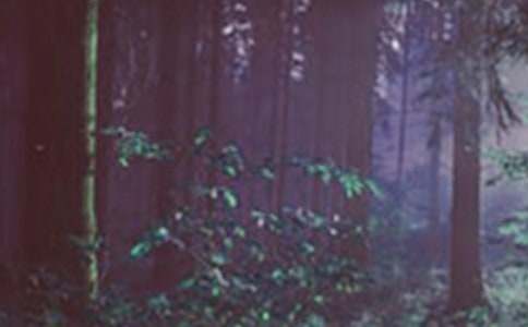 森林防火應(yīng)急演練簡(jiǎn)報(bào)(熱)