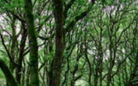 保護森林的環(huán)保標語