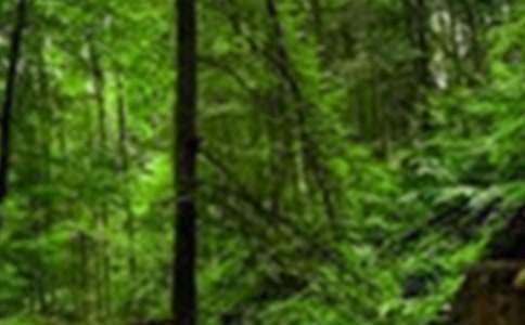 森林防滅火宣傳簡報(精品)